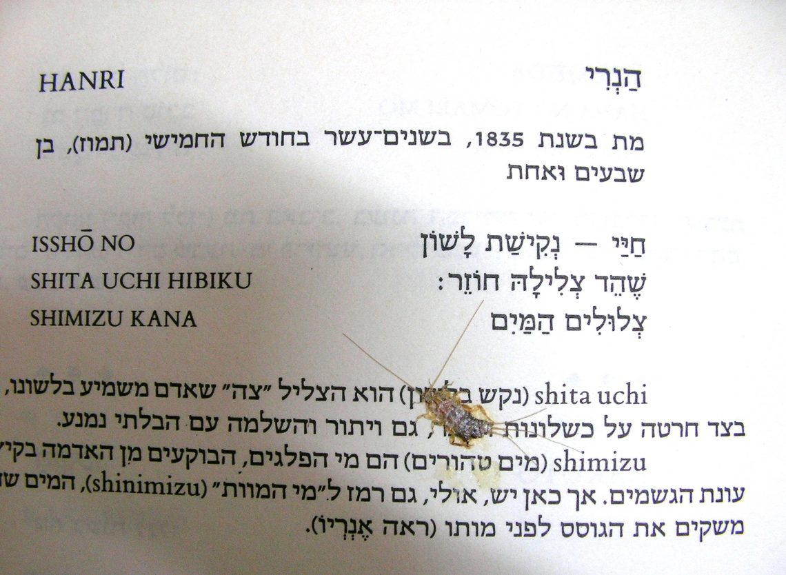 חיי - נקישת לשון / שהד צלילה חוזר / צלולים המים